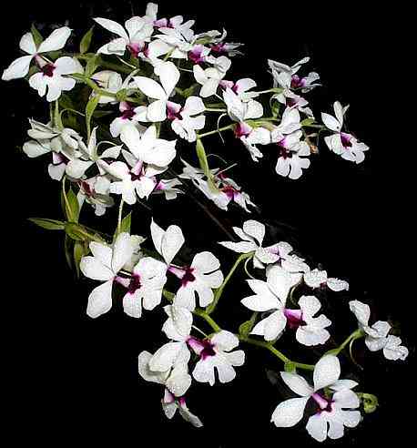 Calanthe vestita